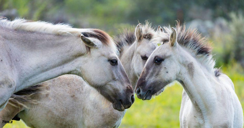 اسب در فرهنگ غربی