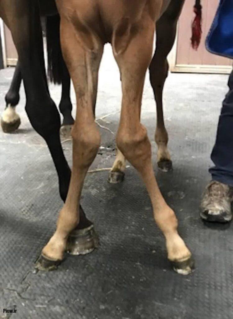 بیماری‌های رایج در اسب‌ها