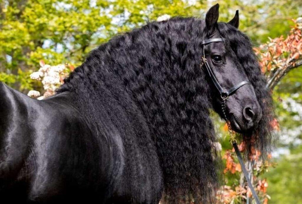 بزرگترین اسبهای تاریخ