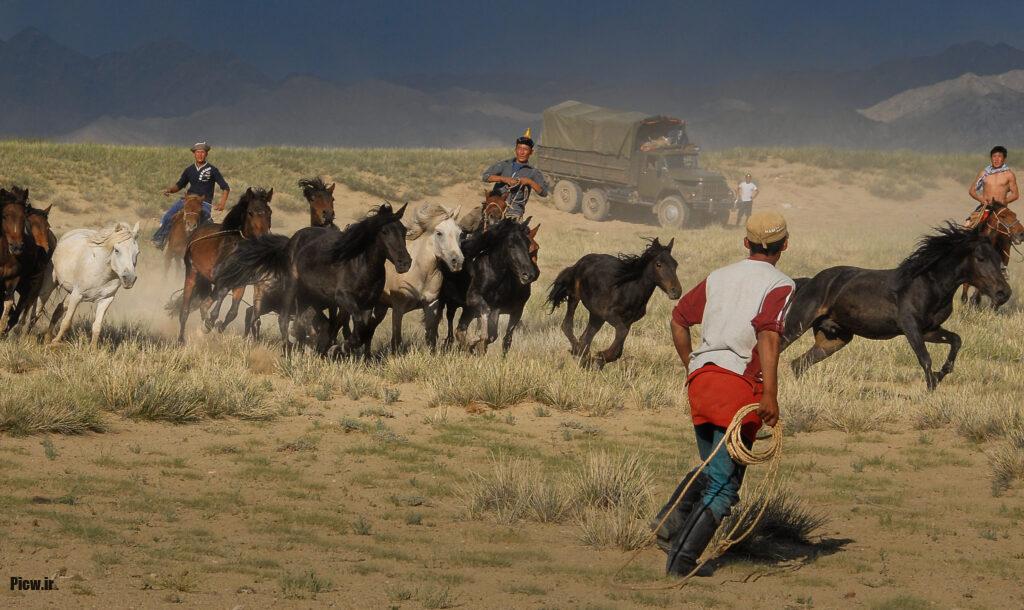 اهلی شدن اسب