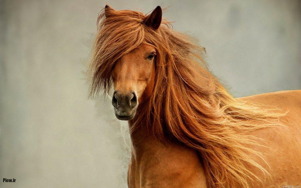 بزرگترین اسبهای تاریخ