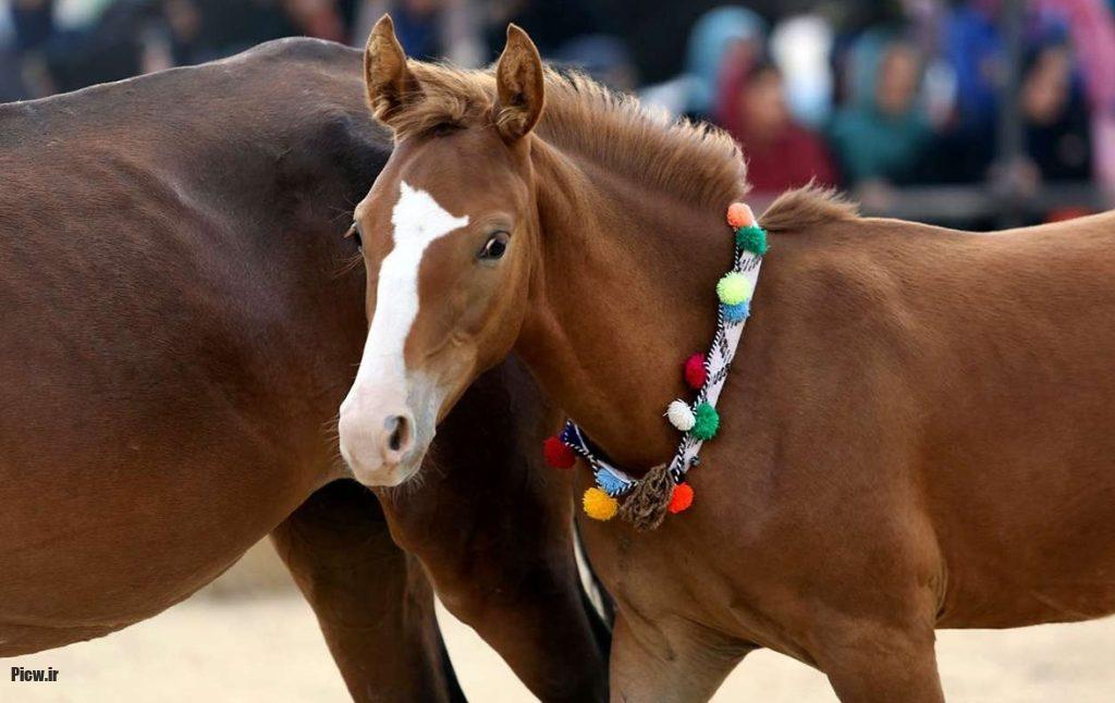 اسب در فرهنگ شرقی