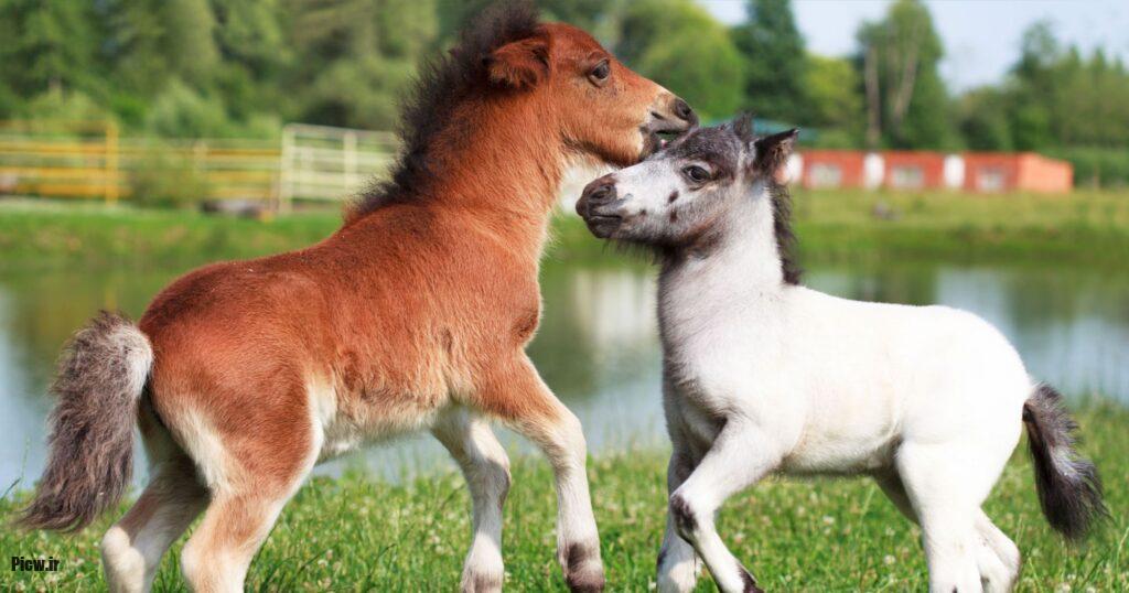 کوچک‌ترین نژادهای اسب جهان