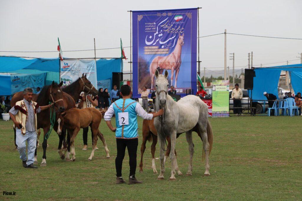 جشنواره اسب