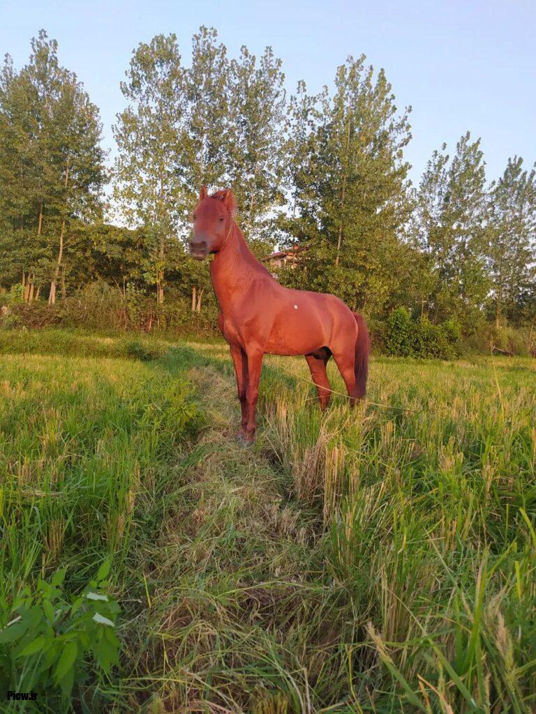 اسبهای کاری و کشاورزی