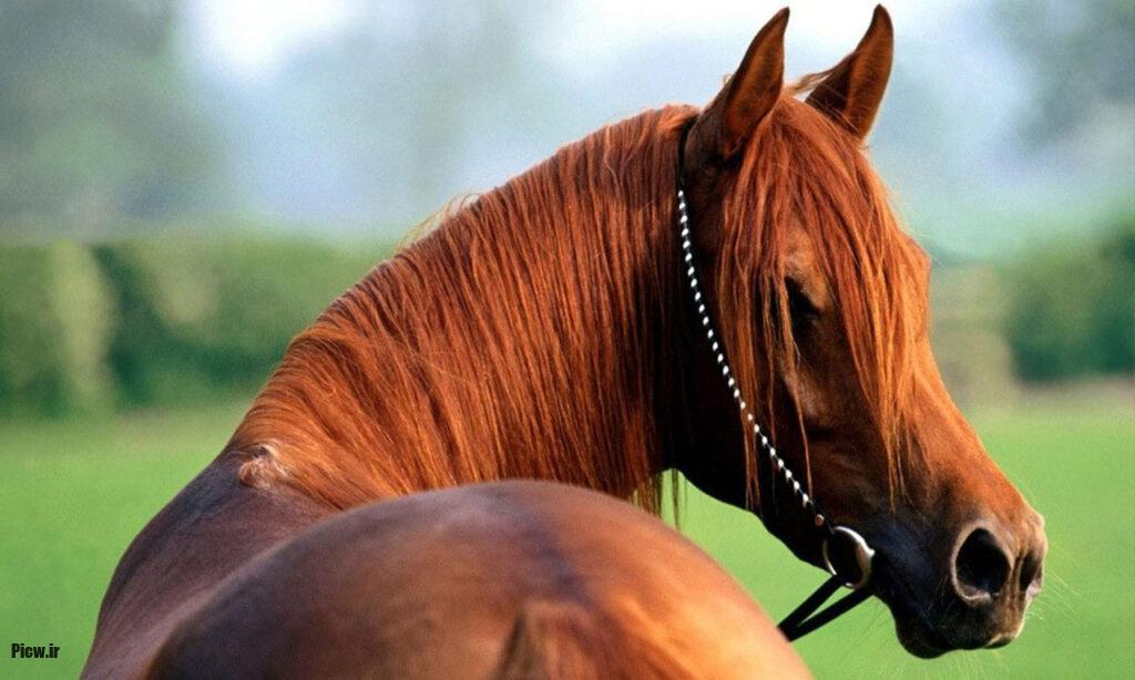 اسب‌های درمانگر