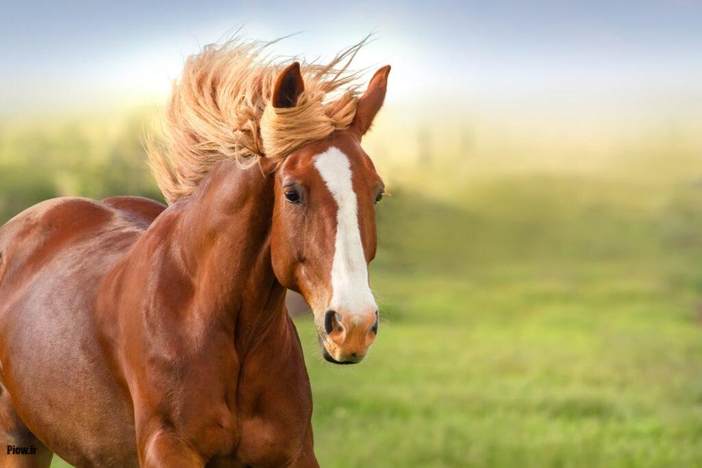 بزرگترین اسبهای تاریخ
