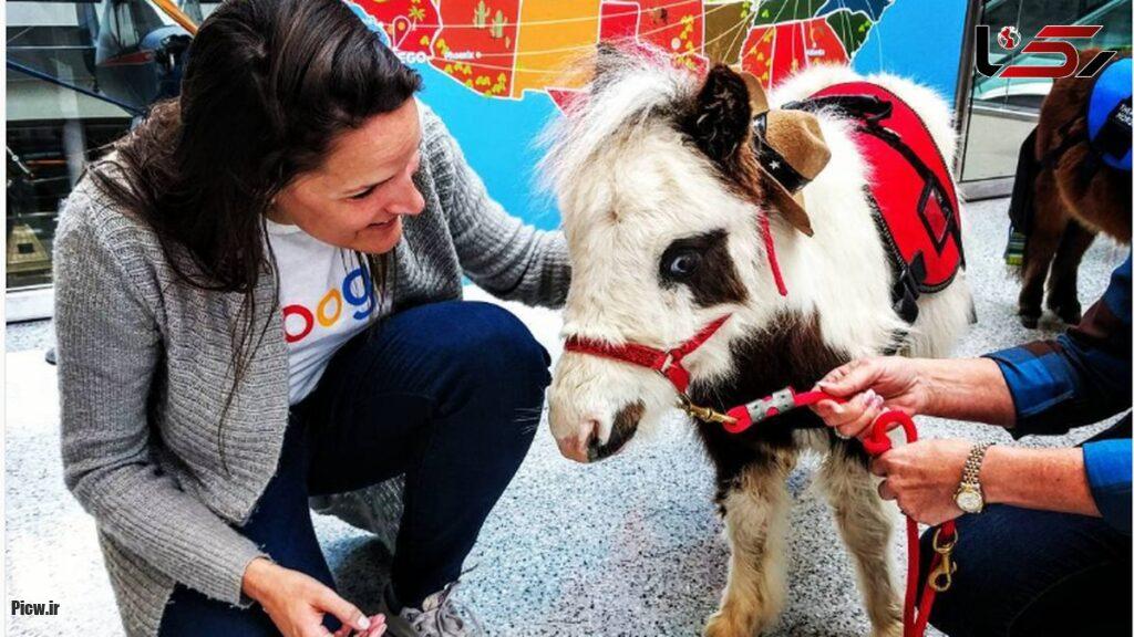 اسب‌های درمانگر