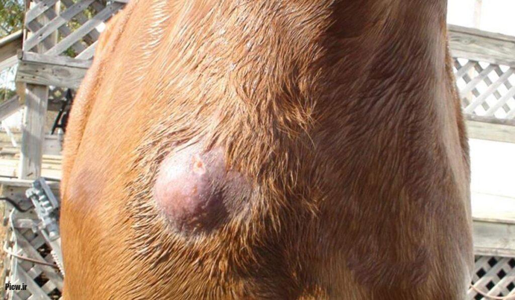 بیماری‌های رایج در اسب‌ها