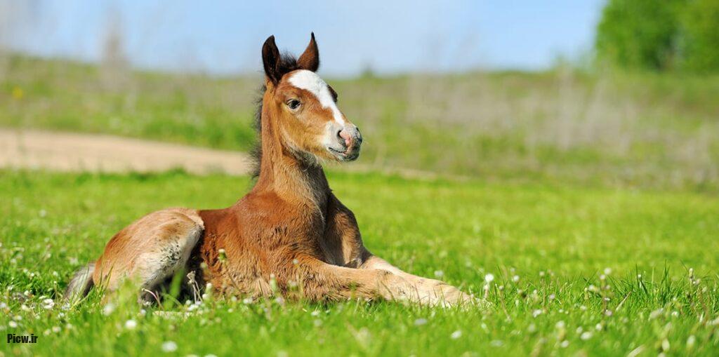 تولیدمثل اسب‌ها