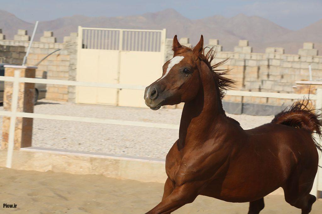 اسب در فرهنگ غربی