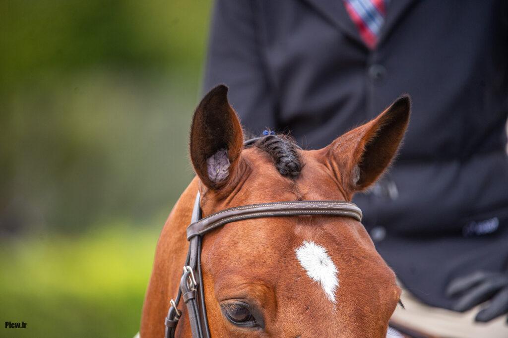 رفتارشناسی اسب‌ها