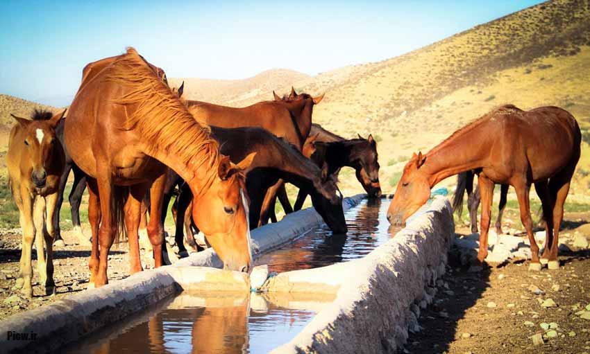 اسبهای کاری و کشاورزی