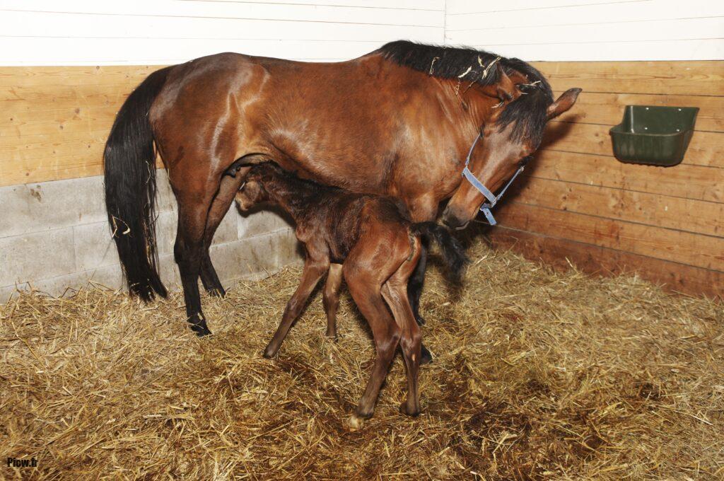 تولیدمثل اسب‌ها