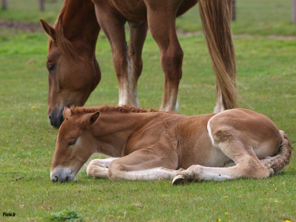 تولیدمثل اسب‌ها