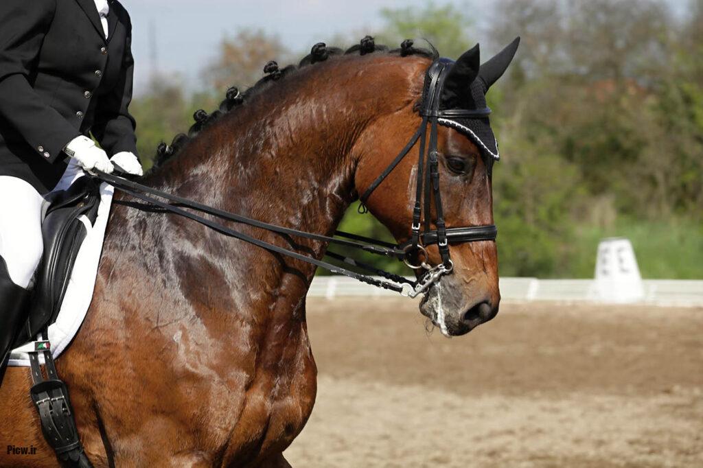 تربیت و آموزش اسب