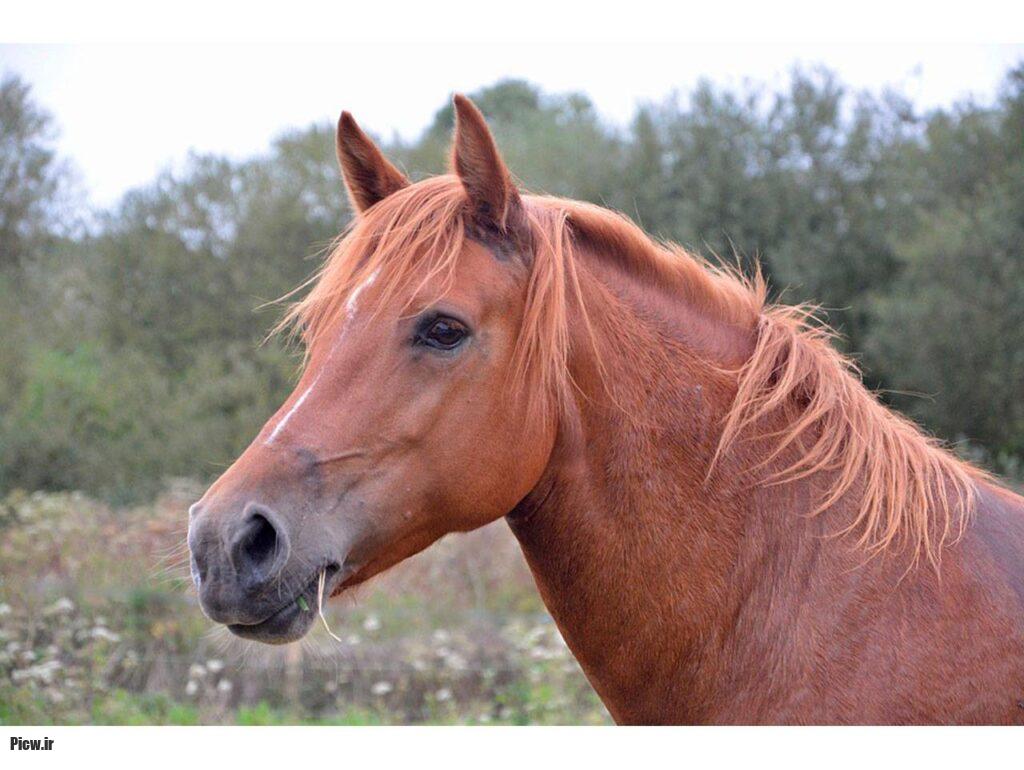 اسبهای کاری و کشاورزی