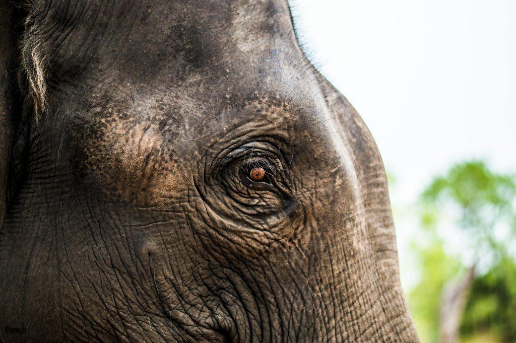 سازگاری فیل‌ها