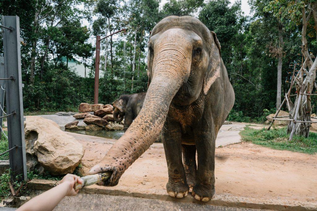 خاطرات مسافران از فیلها