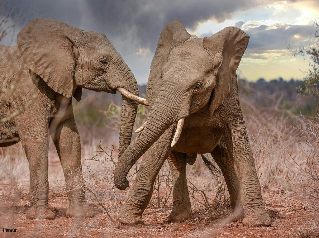 الگوهای زندگی فیل‌های وحشی