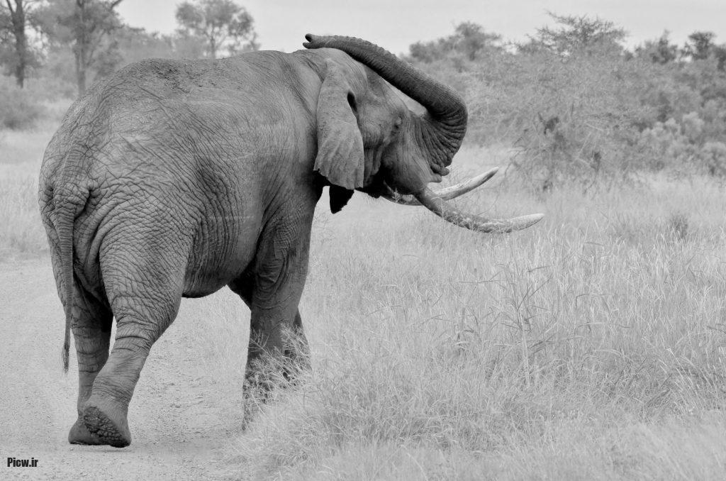 تحلیل ژنتیکی فیل‌ها