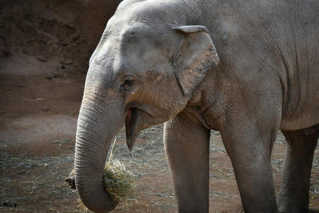 تغذیه فیل‌ها در حیات وحش