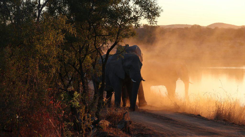 مهاجرت فیل‌ها