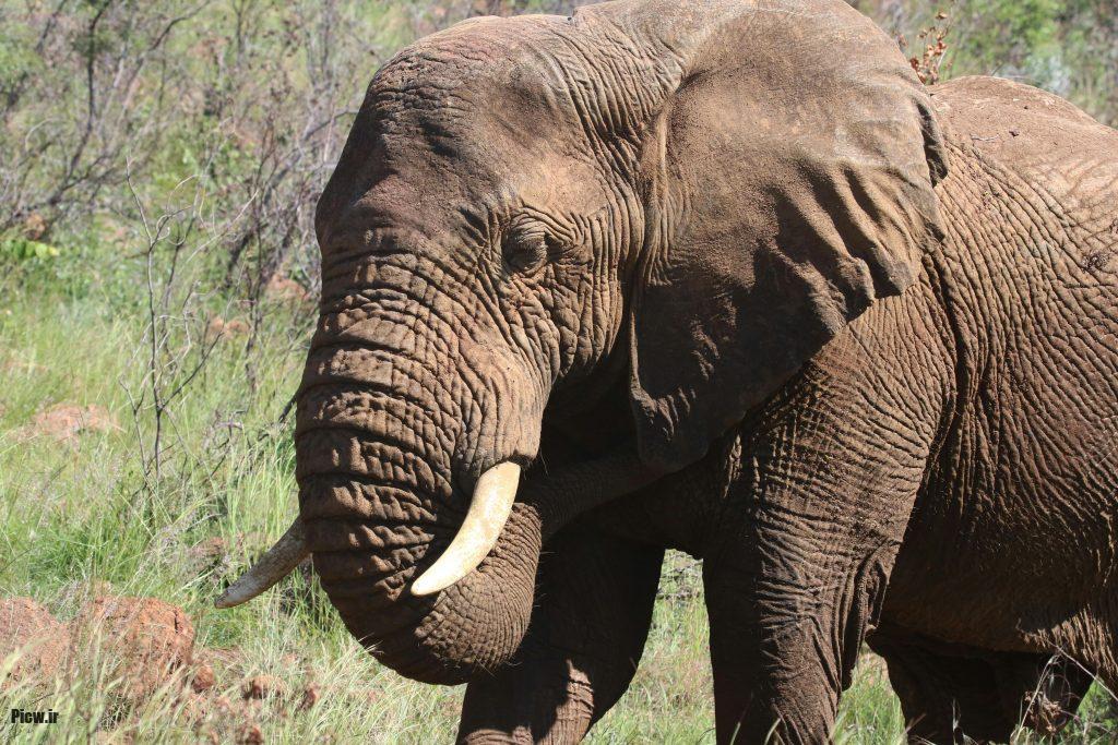 قدرت فیزیکی فیل‌ها