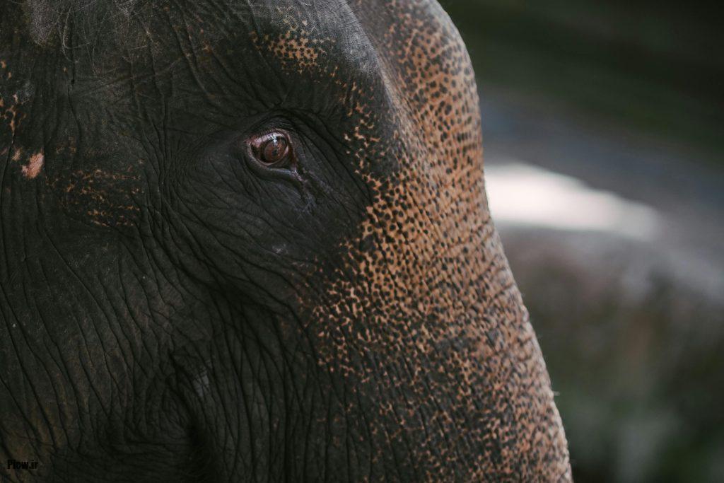 فیل‌های آفریقایی و آسیایی