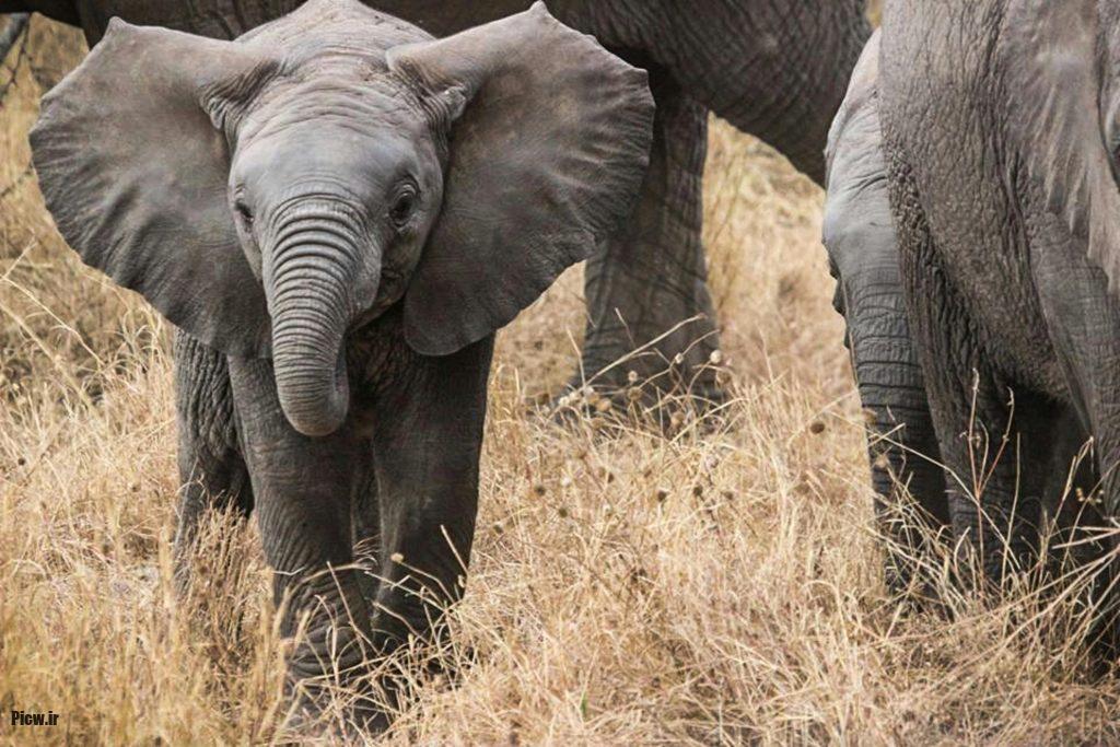 الگوهای زندگی فیل‌های وحشی