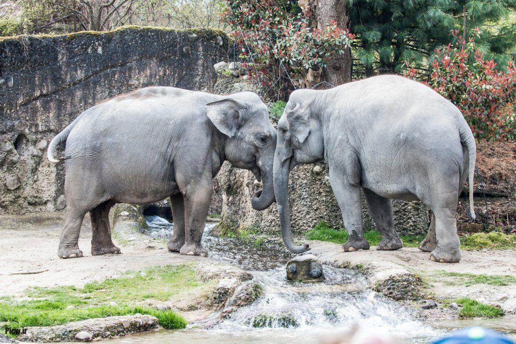 زبان و ارتباط فیل‌ها