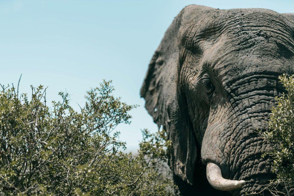 روش‌های مطالعه فیل‌ها