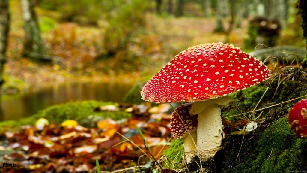 جنگل‌های گلستان