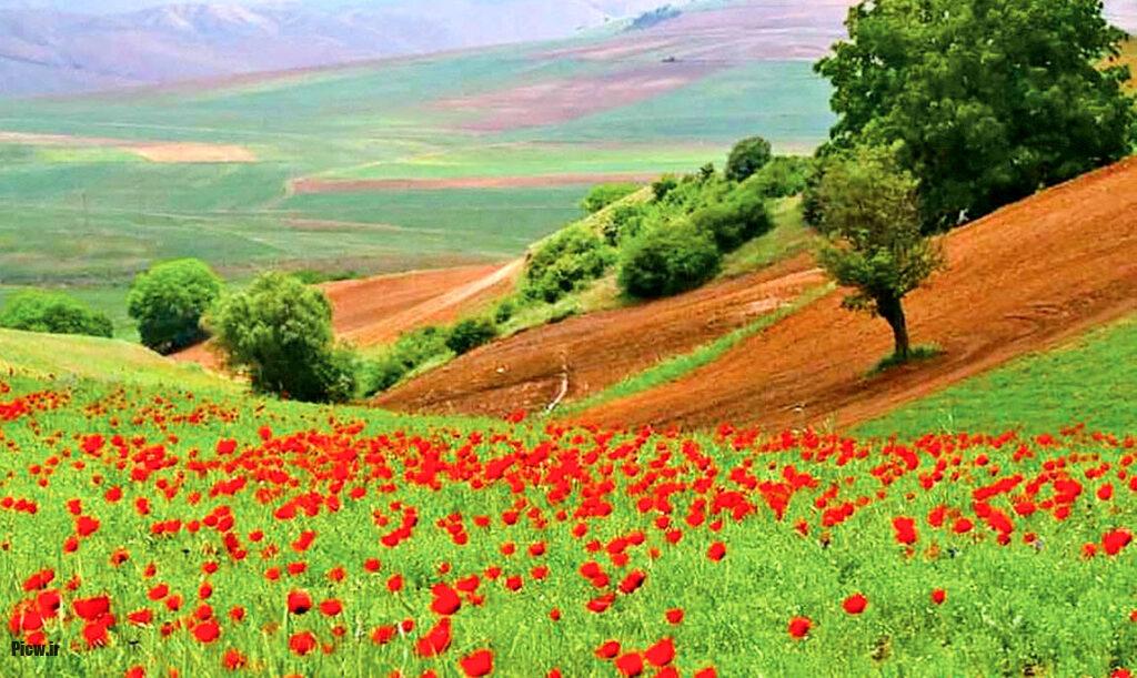 دشت شقایقها