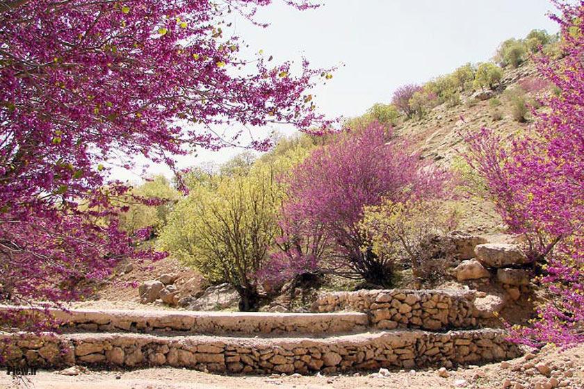 تنگه ارغوان