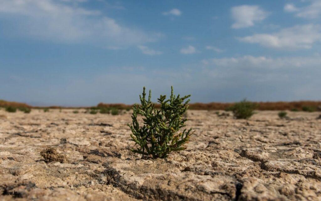 تالاب گاوخونی