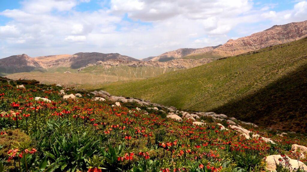 دشت لالههای واژگون