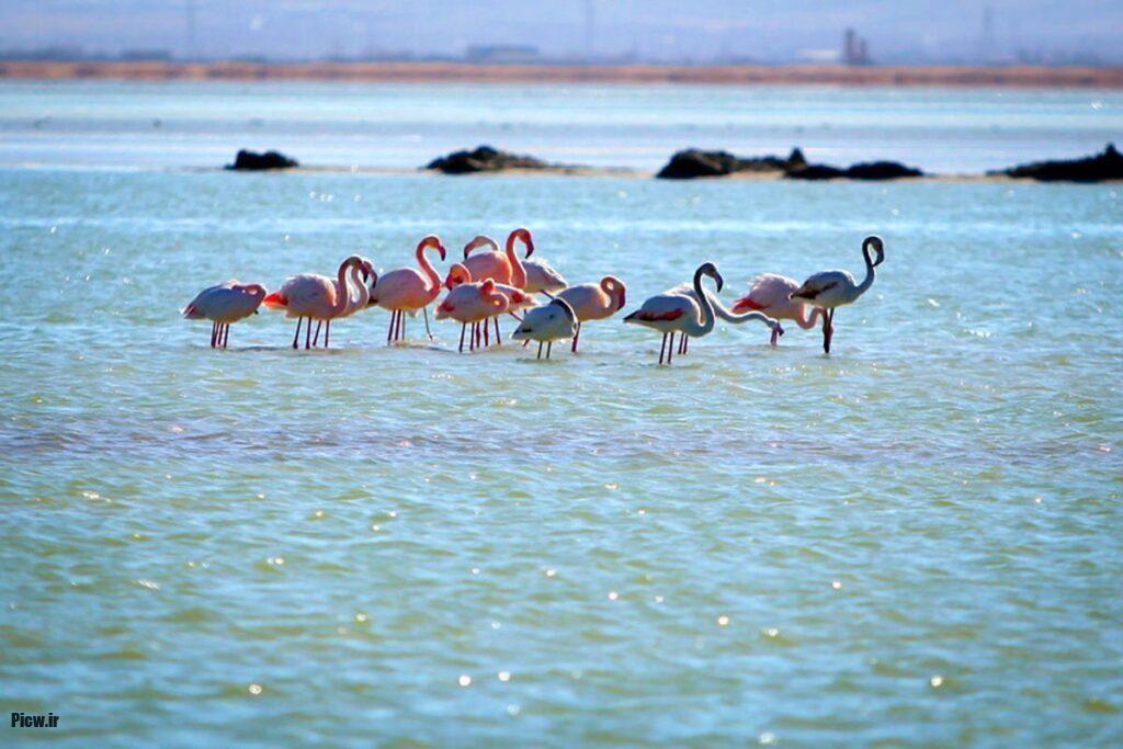 تالاب هامون