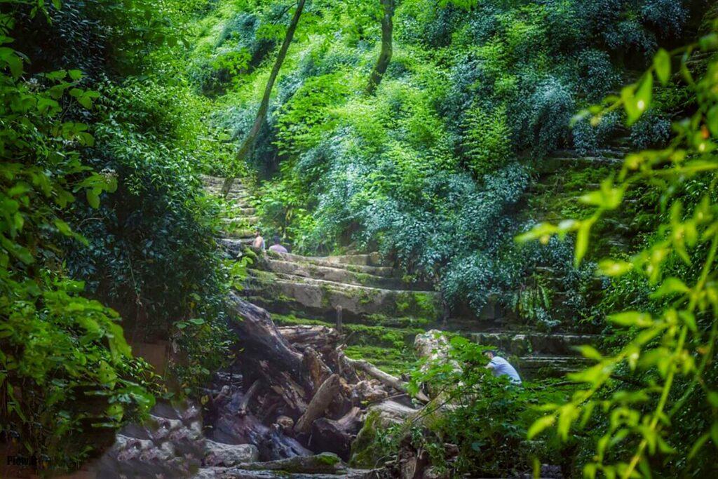 جنگل‌های گلستان