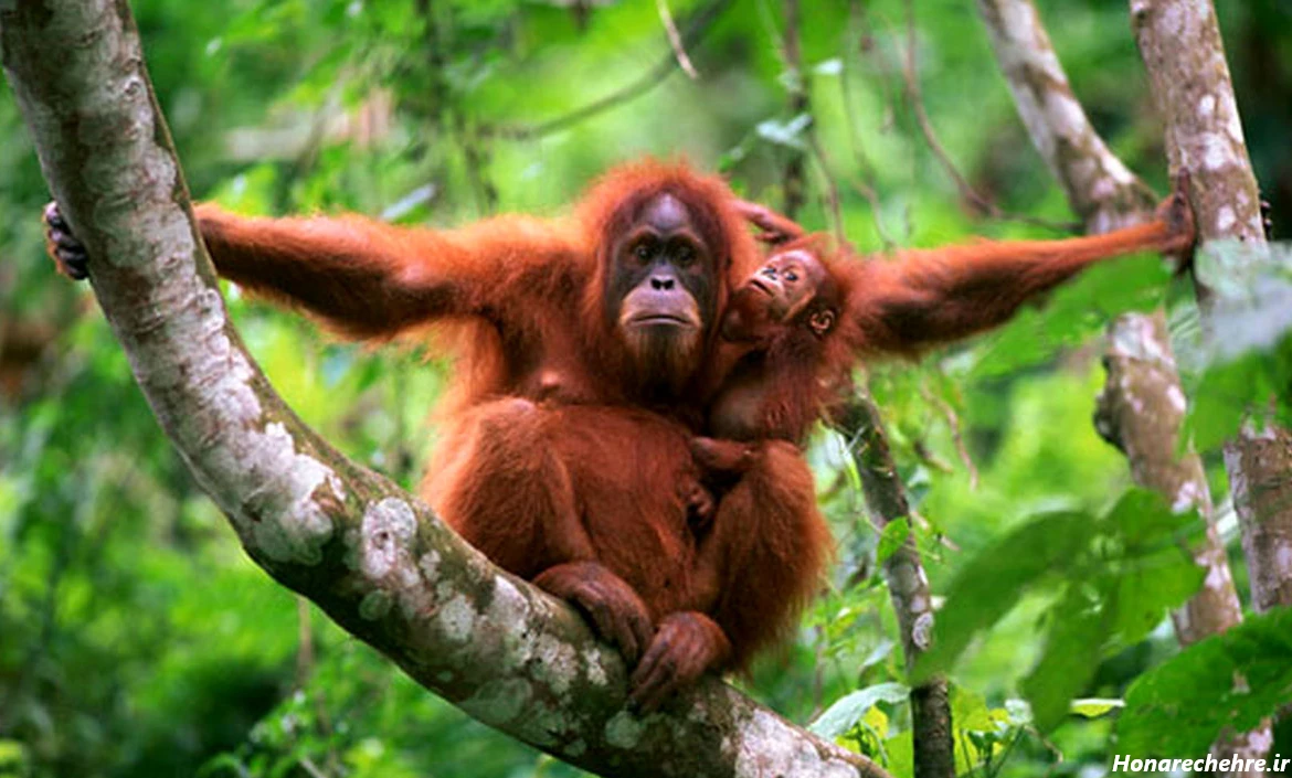 تصویر میمون زیبا خوشگل