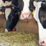 نمایشگاه دامپروری کوالالامپور