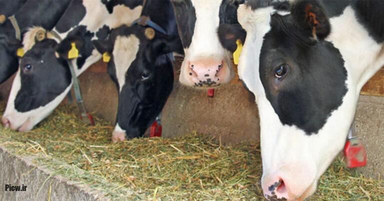 نمایشگاه دامپروری کوالالامپور