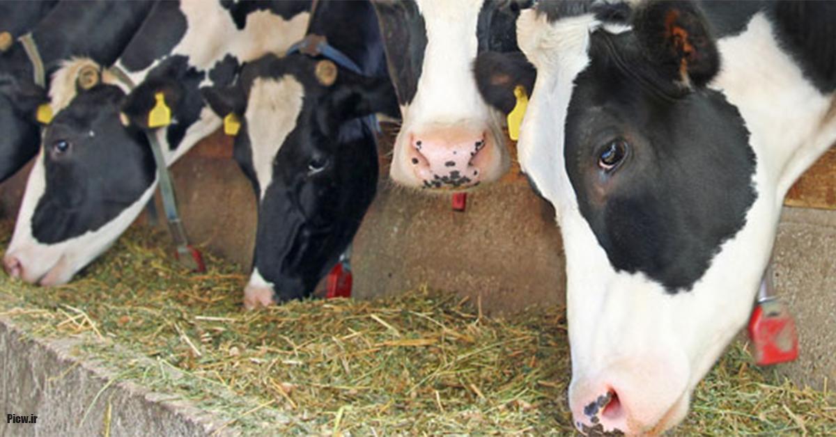 نمایشگاه دامپروری کوالالامپور