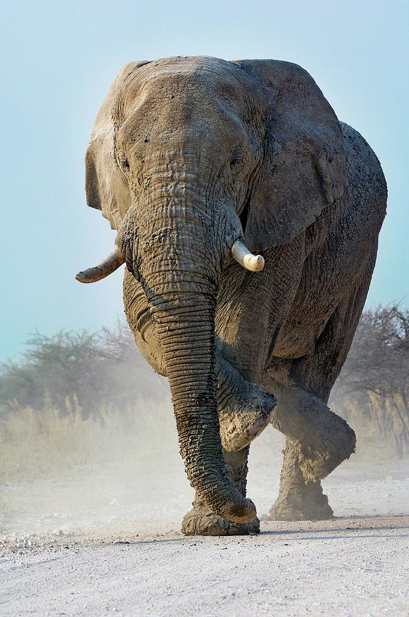 فیل آفریقایی