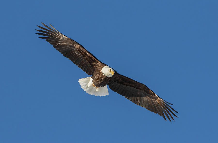 عقاب سر سفید