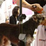 نمایشگاه حیوانات خانگی سائوپائولو 2025