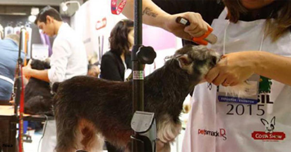 نمایشگاه حیوانات خانگی سائوپائولو 2025