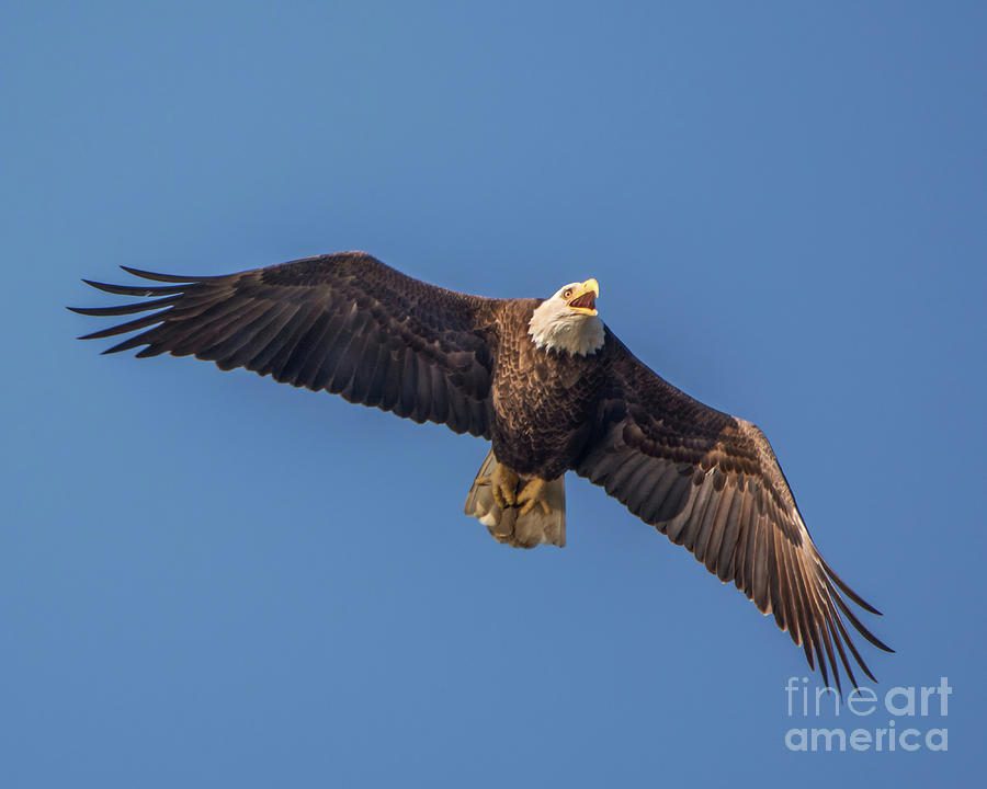 عقاب سر سفید