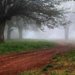 جنگل ابر سمنان