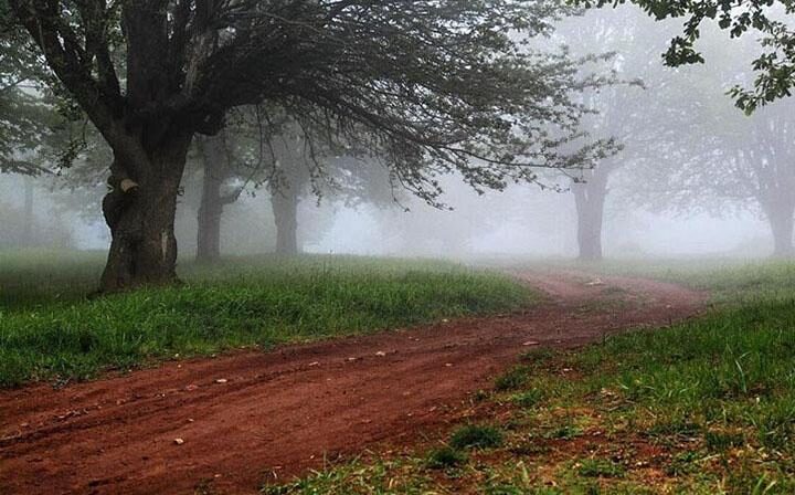 جنگل ابر سمنان